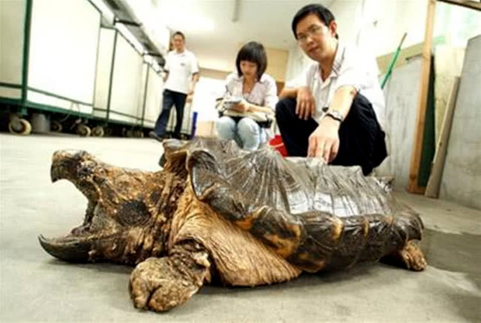 养30年鳄龟被抱走 主人恳求别杀它